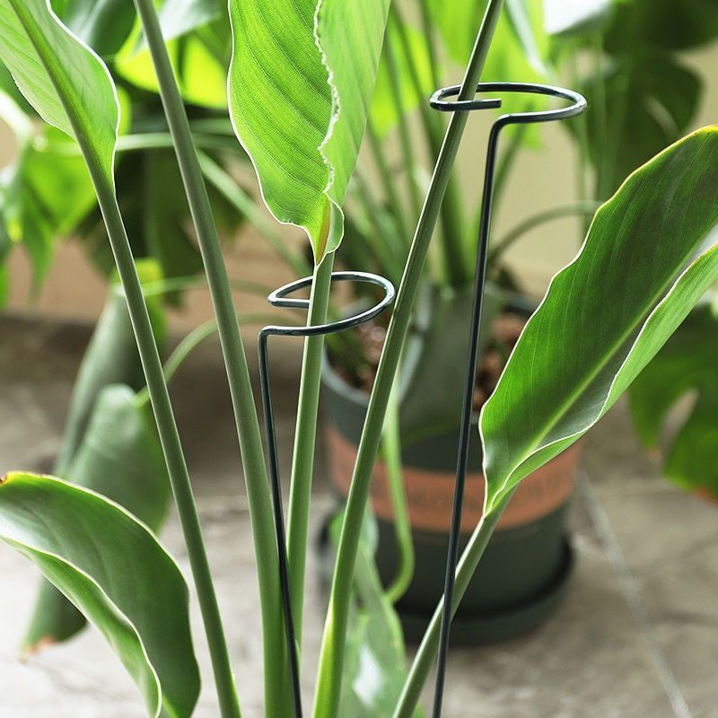 1/10pcs Garden Support Stake R - Florist Supply Bulk 评论和价格